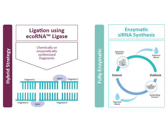 A comparison of two RNA synthesis strategies: Hybrid Strategy (left) and Fully Enzymatic (right). The Hybrid Strategy involves ligation using ecoRNA™ Ligase, where chemically or enzymatically synthesized RNA fragments are joined together. The diagram shows multiple RNA fragments being connected by a ligase enzyme. The Fully Enzymatic approach, labeled 'Enzymatic siRNA Synthesis,' illustrates a cyclic process where an extension enzyme adds nucleotides (Extend), followed by a deblocking enzyme removing protective groups (Deblock), with aqueous waste produced at each step.