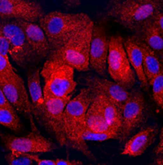 Microscopic view of kidney cells