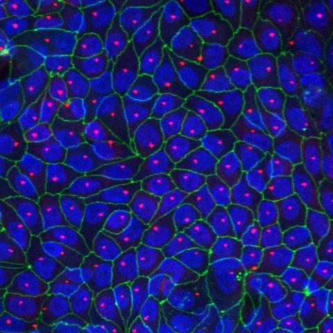 Draper scientists studied acute kidney injury using lab grown kidney organ tissues. Pictured is a section of the human primary kidney proximal tubule epithelial cells (hRPTEC) during the 10-day experiment. Credit: Draper.