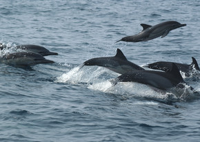 Beautiful Gabon