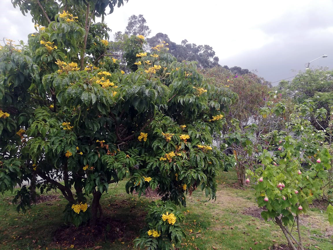 Flowers and trees do well around the Bristow Colombia facilities as a result of the on-site Waste Treatment Plant